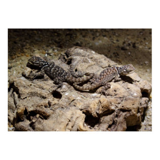 Sceloporus cyanogenys poster