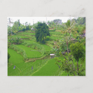Scene of Bali Postcard