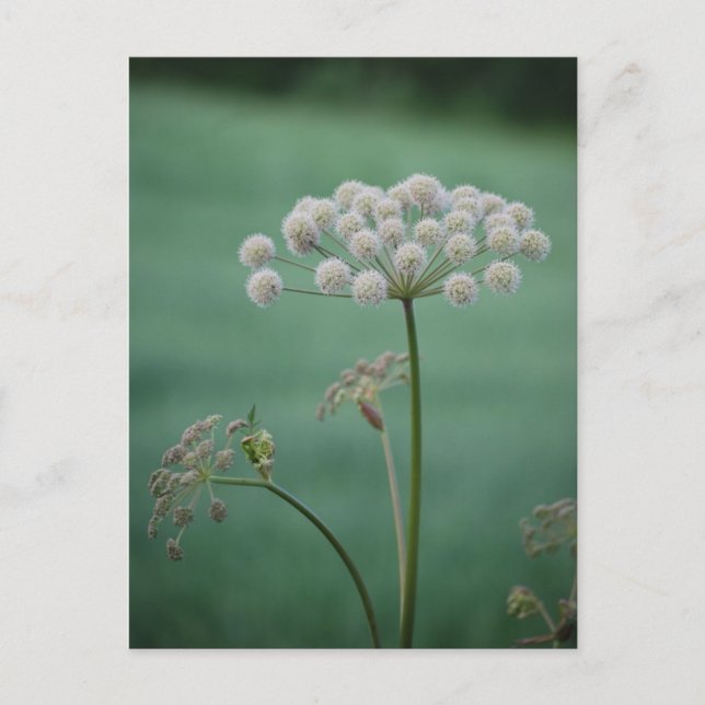 Scenery 3 postcard (Front)