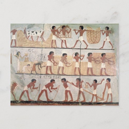 Scenes of sowing from the Tomb of Unsou Postcard