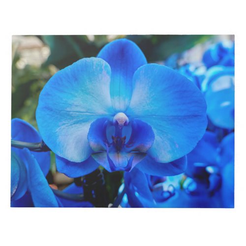 scenic blue orchid in bloom notes