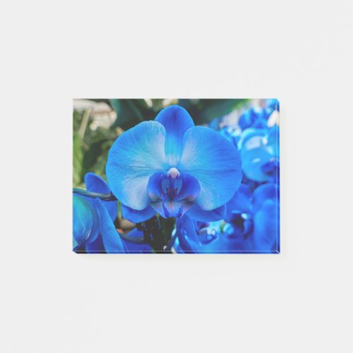 scenic blue orchid in bloom post_it notes