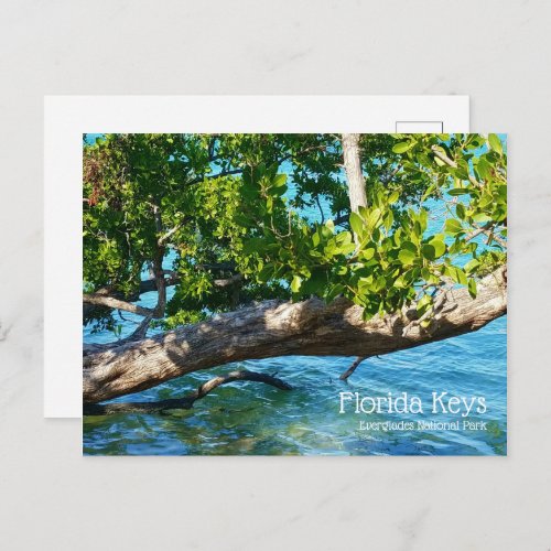 Scenic Florida Keys Everglades National Park Postcard
