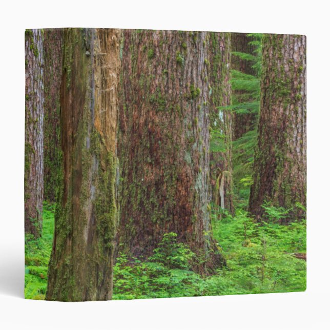 Scenic of old growth forest 3 ring binder (Front/Spine)