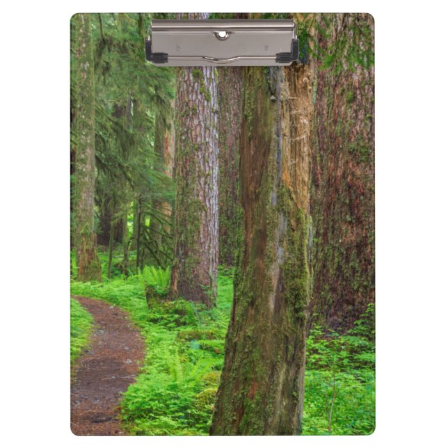 Scenic of old growth forest clipboard (Front)