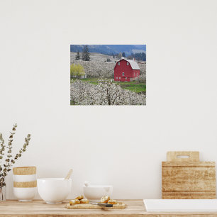 Scenic Red Barn and Pear Blossoms Poster
