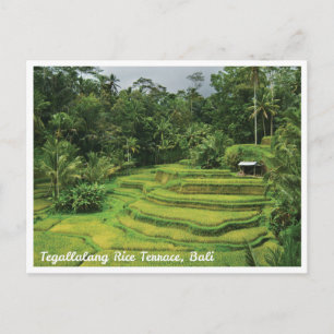 Scenic Rice Fields Bali Indonesia Postcard