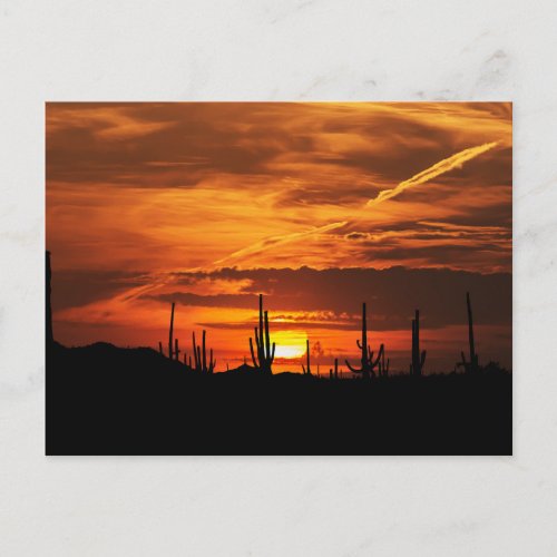Scenic Saguaros at Sunset Postcard