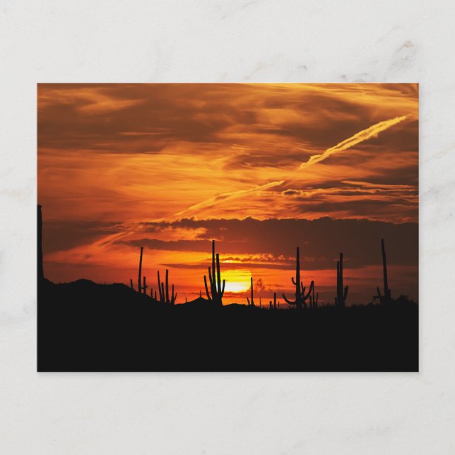 Scenic Saguaros at Sunset Postcard (Front)