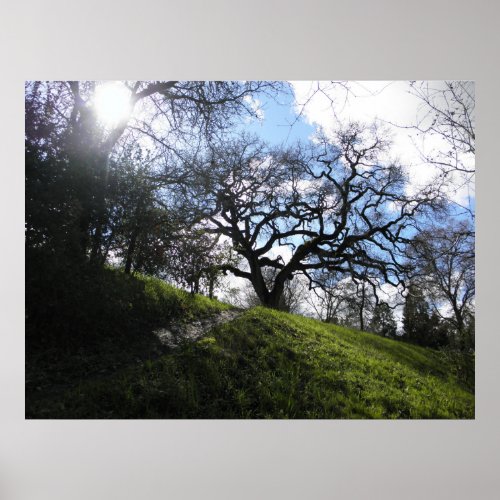 Scenic Slope and Oak Winter Nature Photograph Poster