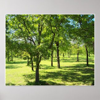 Scenic Trees Poster