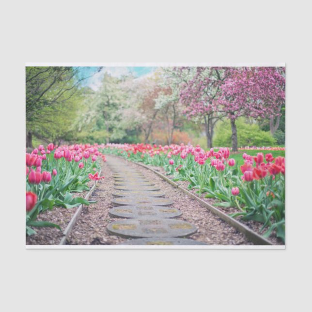 Scenic Tulip Path Tissue Paper (Front)