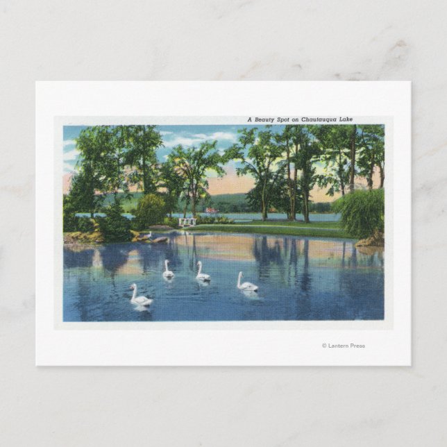 Scenic View of Swans on the Lake Postcard (Front)