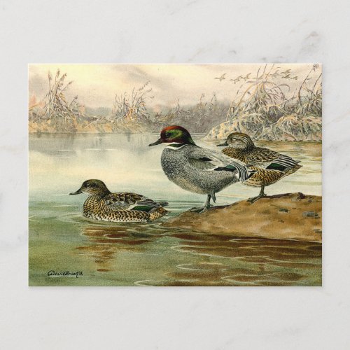 Scenic Wildlife Three Ducks on Pond Postcard
