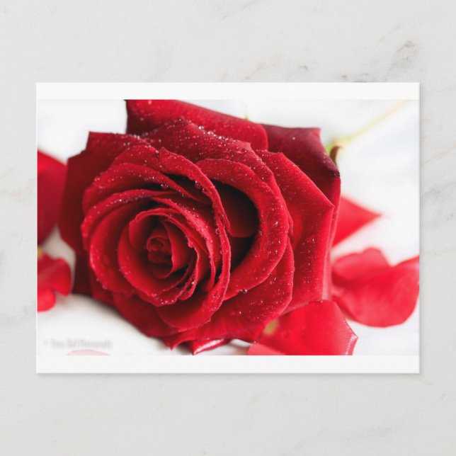 Scent of a Rose Postcard (Front)