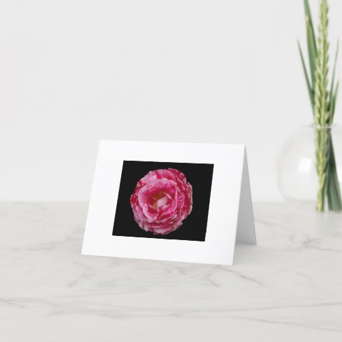 Scentimental Floribunda Rose Notecard