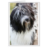 schapendoes.png (Front)