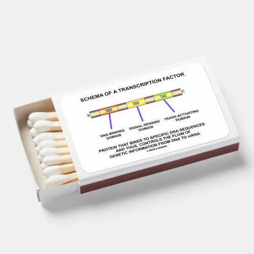 Schema Of A Transcription Factor Protein Matchboxes