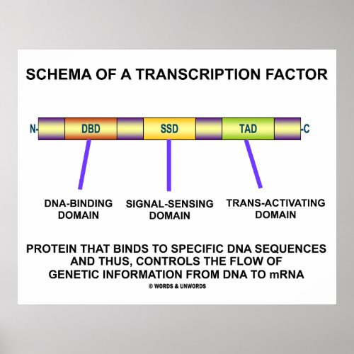 Schema Of A Transcription Factor Protein Poster