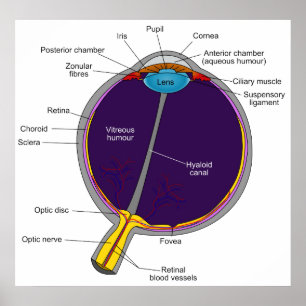 Schematic Anatomical Diagram of the Human Eye Poster