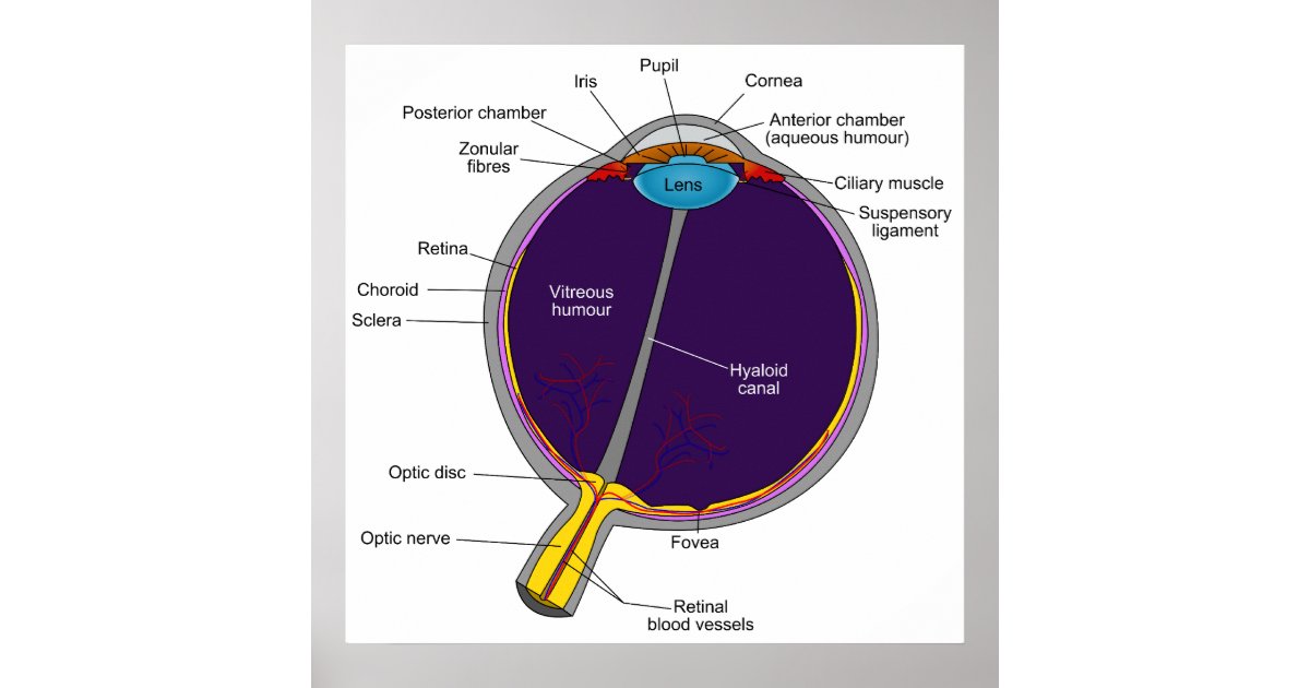 Schematic Anatomical Diagram of the Human Eye Poster ...
