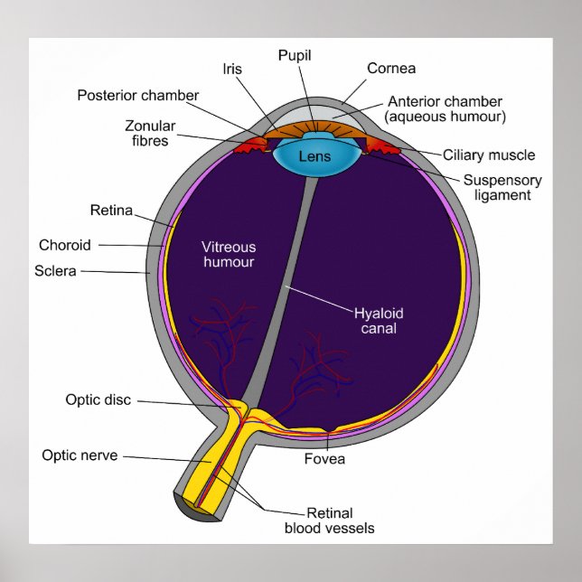 Schematic Anatomical Diagram of the Human Eye Poster (Front)