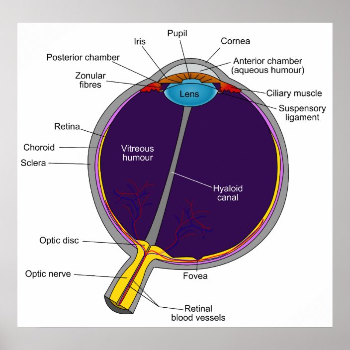 diagram of human eye easy