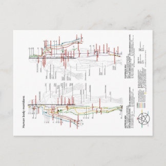 Schematic Chart Chinese Human Body Meridians Postcard