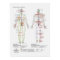 Schematic of the Chinese or Human Body Meridians