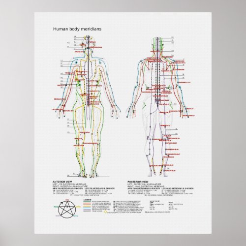 Schematic of the Chinese or Human Body Meridians Poster