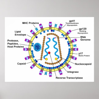 Schematic Representation of an HIV-Virion Diagram Poster
