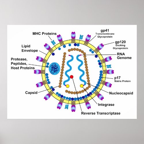 Schematic Representation of an HIV_Virion Diagram Poster