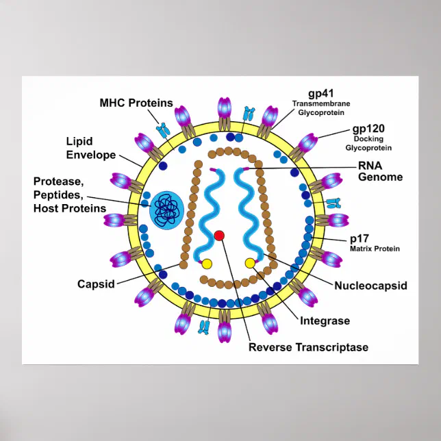 Schematic Representation of an HIV-Virion Diagram Poster | Zazzle