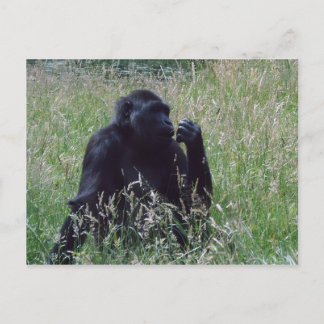 Schimpanse Postcard