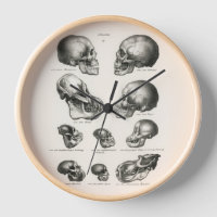 Schinz de Visser Human Monkey & Ape Skulls