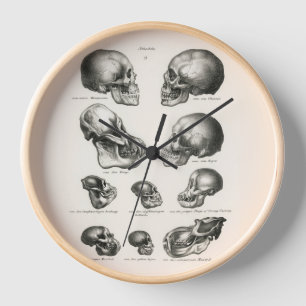 Schinz de Visser Human Monkey & Ape Skulls Clock