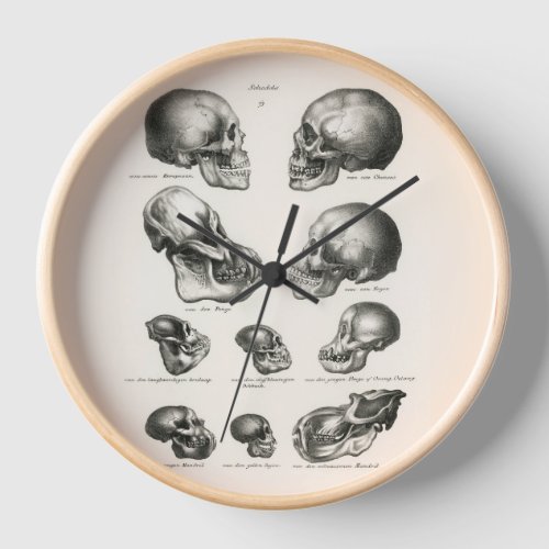 Schinz de Visser Human Monkey  Ape Skulls Clock