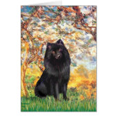 Schipperke 2 - Spring (Front)