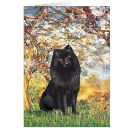 Schipperke 2 - Spring Cards (Front)