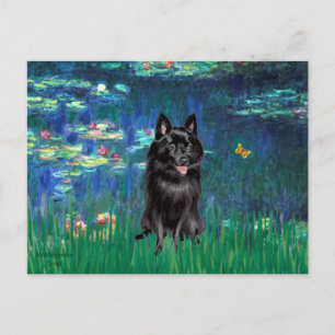 Schipperke 4 - Lilies 5 Postcard