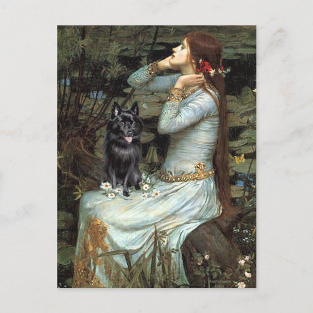 Schipperke 4 - Ophelia Seated Postcard (Front)