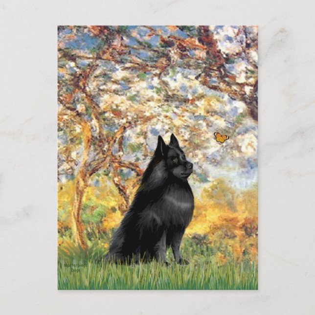 Schipperke 6 - Spring Postcard (Front)