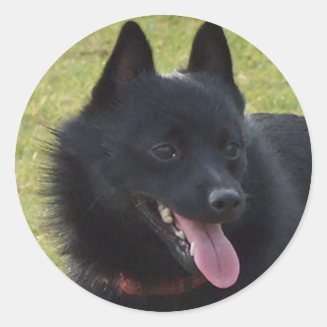 Schipperke Classic Round Sticker (Front)