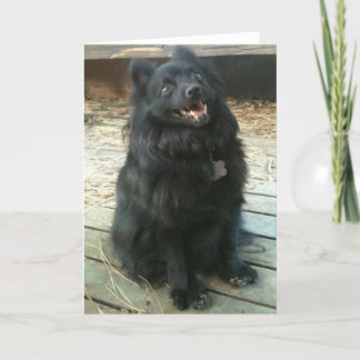 Schipperke Dog General Greeting Card