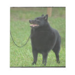 Schipperke Dog Notepad