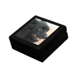 Schipperke Gift Box