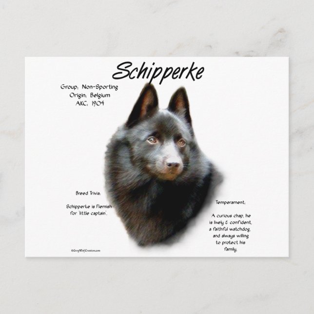 Schipperke History Design Postcard (Front)