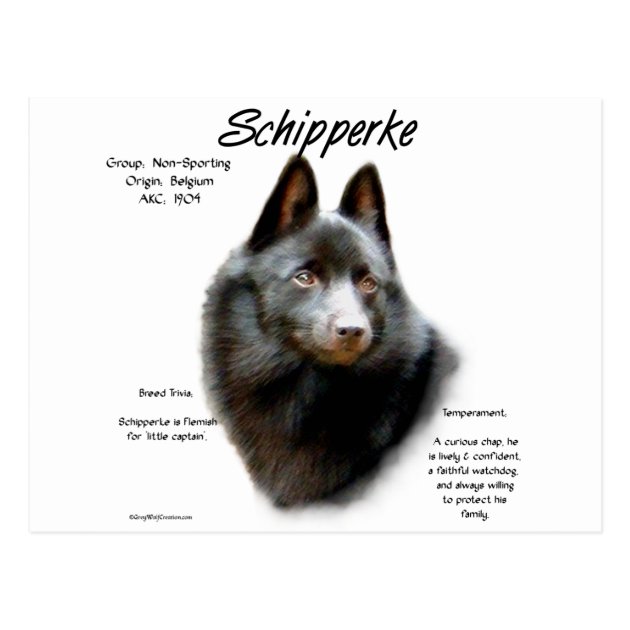 schipperke origin