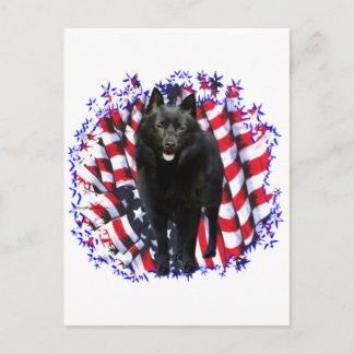 Schipperke Patriot Postcard