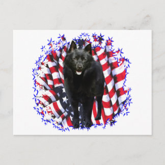 Schipperke Patriot Postcard
